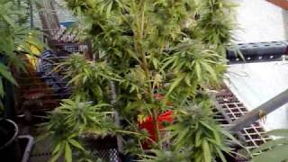 The Red Baron pre harvest