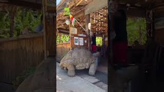 Tại Sao Rùa Sống Rất Lâu