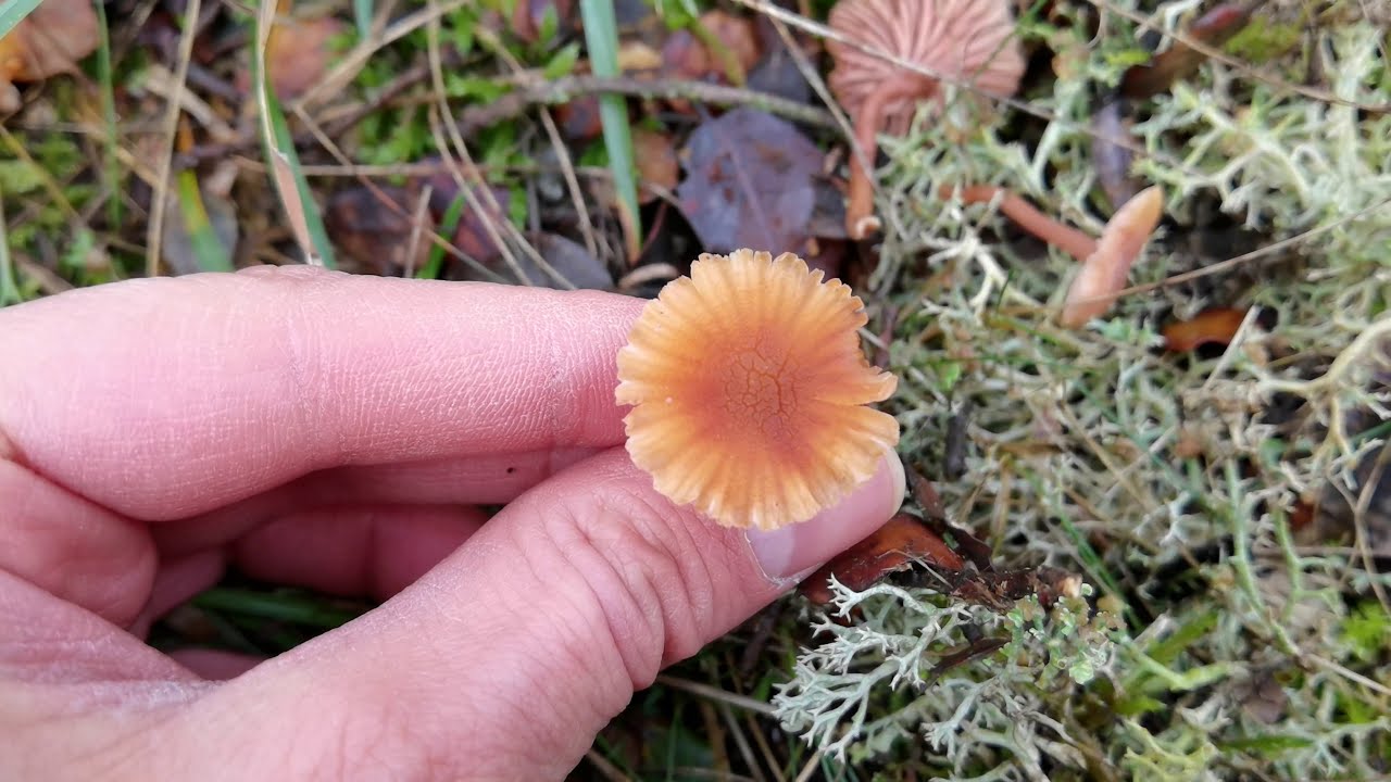 Características del género Laccaria.