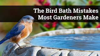 Why Birds Ignore Your Bird Bath (and How These Plants Can Fix It)