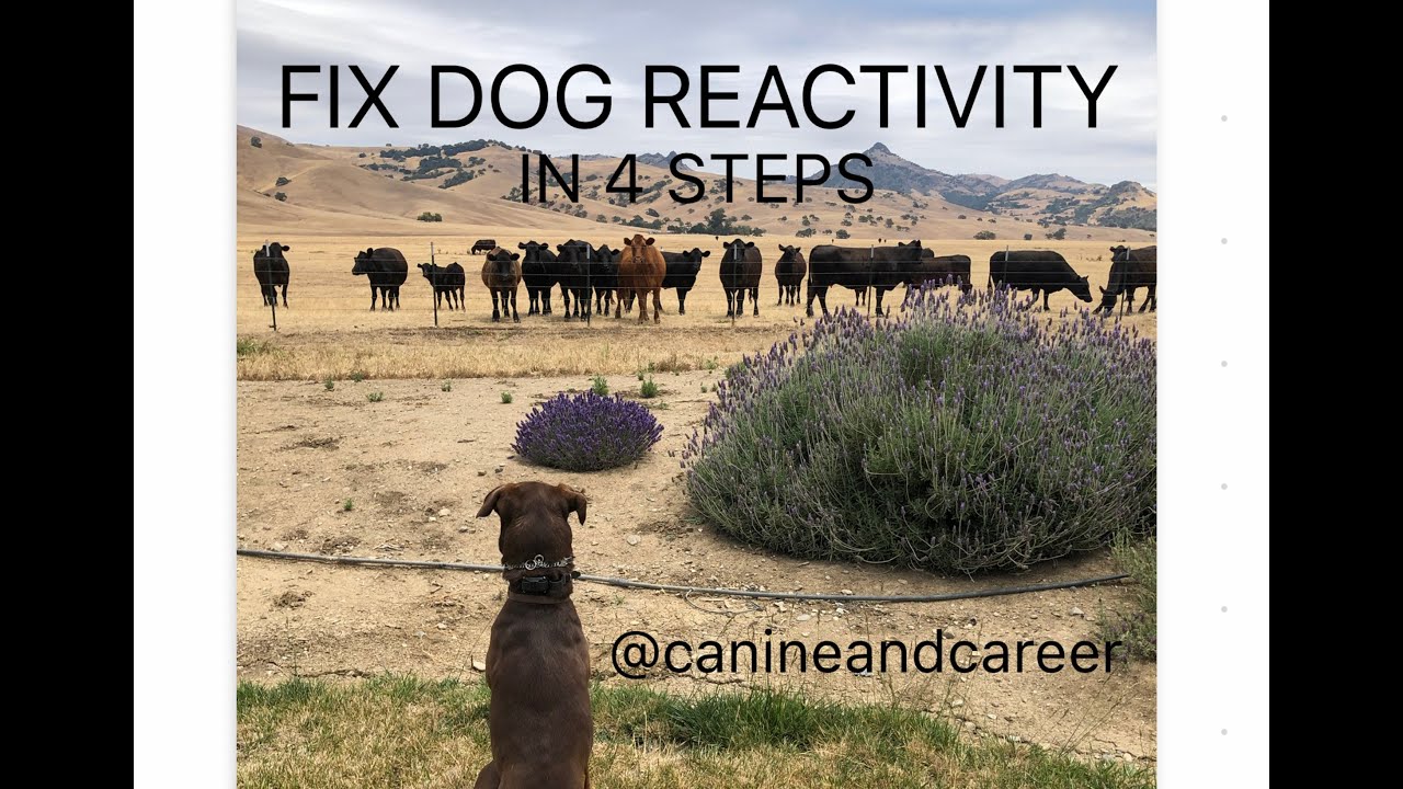 Fix Dog Reactivity in 4 Steps