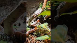 Feeding My Copperhead Snake Chicken Watch This Crazy Moment