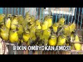 TERAPI PLECI BIKIN OMBYOKAN CEPAT NGALAS