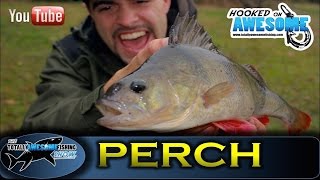 Drop Shot Fishing for PERCH -TAFishing Show Drop Shot Fishing for PERCH -TAFishing Show