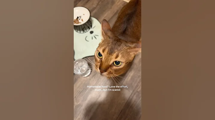 Video 9645891: abyssinian kitten cat, abyssinian cats love, abyssinian kitten funny