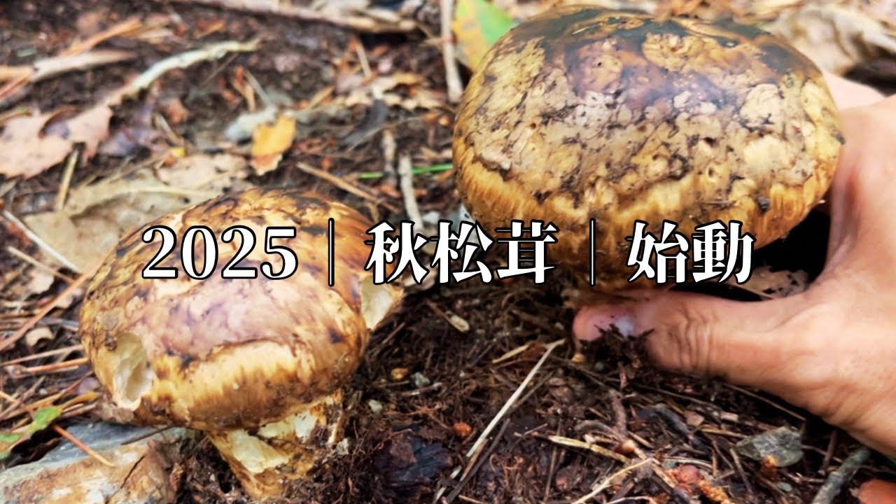 松茸山で思わぬ成果！秋の恵みがはじまった【前編】