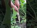 Satisfying Radish Harvest! 🌱 #satisfying #shorts #asmr #farming