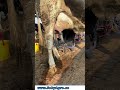 Milking Machine | جدید ڈیری فارمنگ کا قابلِ اعتماد ساتھی | #FreshMilk #DairyLife #CowCare #Livestock
