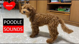 Smart Poodle Dog Sounds