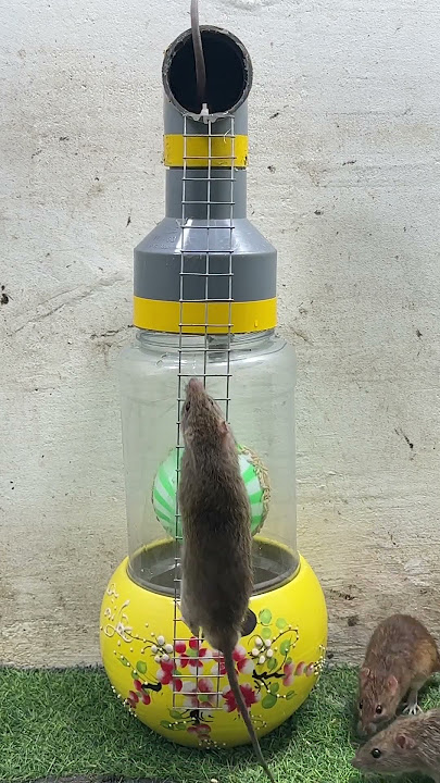 Easy mouse trap/good rat trap plastic ball #rattrap #mouse #mousetrap #trap