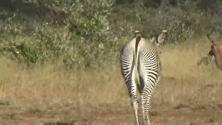 Imperial zebra and pumbas #africa #kenya