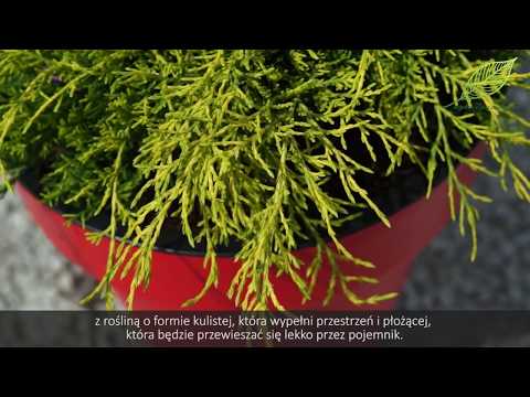 Wideo: Iglaki, które dobrze rosną w doniczkach - wybór najlepszego drzewa iglastego do doniczek