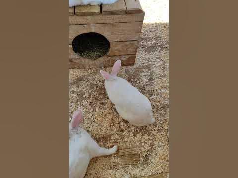 Ушастики - YouTube
