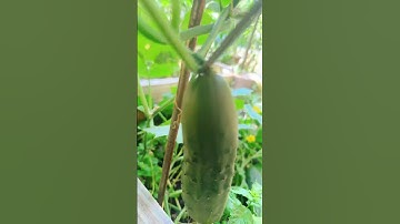 Harvest cucumbers in my little garden #shorts #harvest #cucumber #ngahuynhus