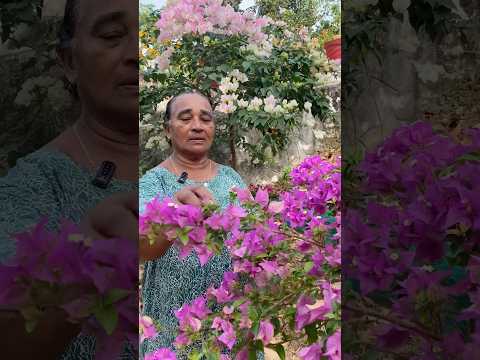 Bougainvillea Plant care more flowers