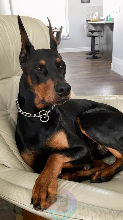 5 Hal yang HARUS Anda Ketahui Sebelum Memelihara Doberman #pendek #anjing #cintaanjing #hewanpeli...