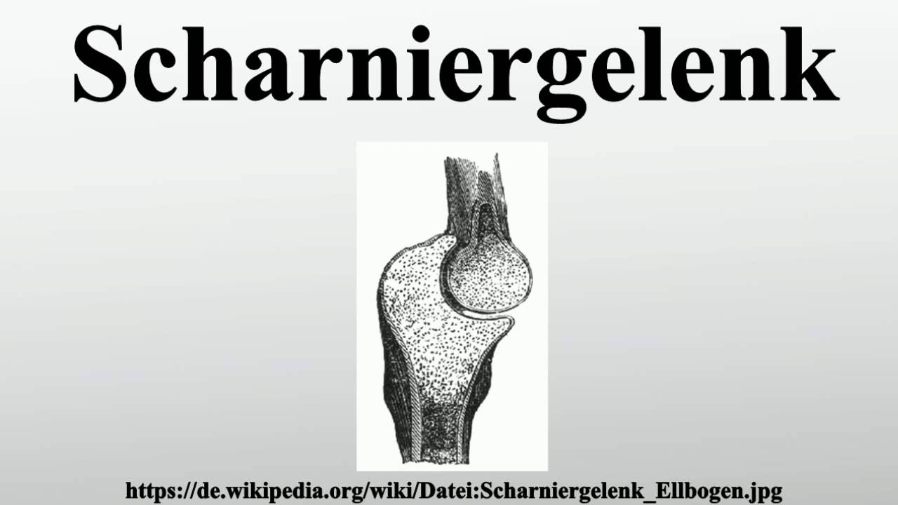 Scharniergelenk Wo Im Körper Scharniergelenk - YouTube