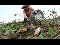Best Traditional Fishing - Catching A Lot Of Fish in Secret Lotus Lake