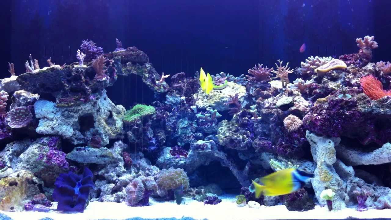 The Reef Report