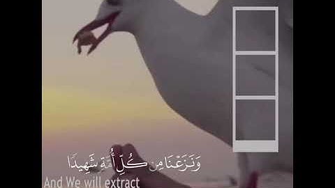 القارئ | #احمد_النفيس | سورة القصص (آية : ٧٥)