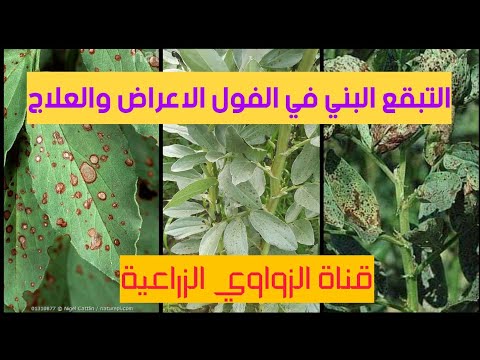 التبقع البني في الفول البلدي حصريا على قناة الزواوي الزراعية