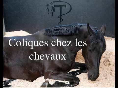 Vidéo: Trouble Du Sang Chez Les Chevaux