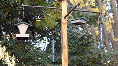 Attract Backyard Birds