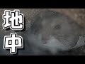 【ハムスター】土の中で眠るジャンガリアンハムスター【かわいい/飼い方/癒し/土飼育/ペット/小動物】