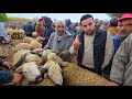 ثمن حولي العيد من سوق خميس سيدي حجاج أولاد مراح اقليم سطات بتاريخ 30 04 2026