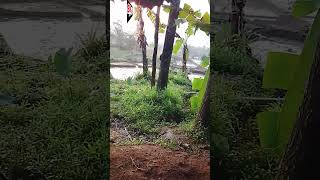 Nandur By  Nyai Sister