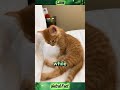 The Secret to Happiness, Cat-Style: Sleeping Peacefully #shorts #CatLife