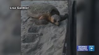 Sea turtle lost near Manasota Key construction site rescued