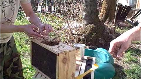 Bees Nuc Installation Pt 2