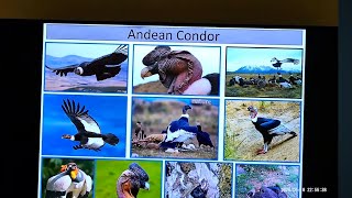 15 Predators of South America - PowerPoint Presentation - More Updated Version - Part IV