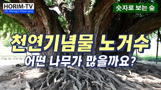 천연기념물 노거수 수종 10, 숲 전문 HORIM-TV