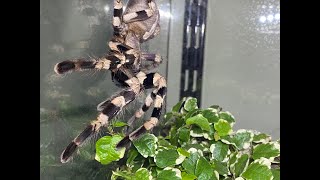 Poecilotheria tigrinawesseli, Tiger Ornamental rehouse & care