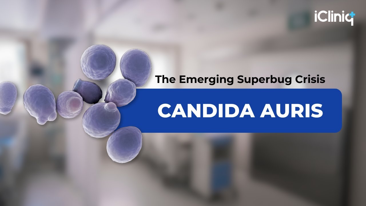 Why Is Candida Auris Spreading Rapidly in US Hospitals? CDC's Urgent ...