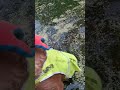 Dog fell in pond! - dogs swimming #shorts