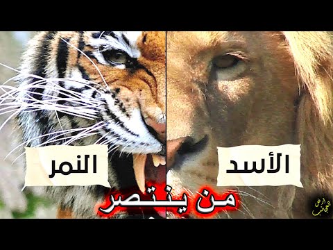 اسد ونمر يتنافسان على نفس الفريسة لاثبات قوتهما فمن الاقوي