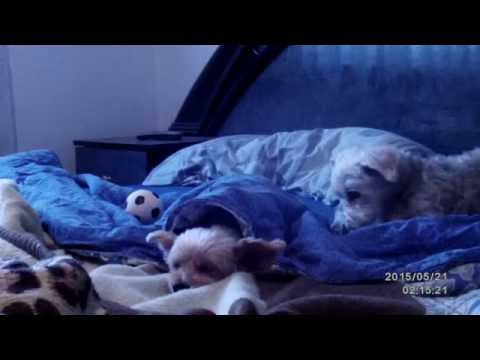 Video: Dobbelt-amputeret Dreng Møder Firdobbelt-amputeret Hund (og Tårerne Følger)