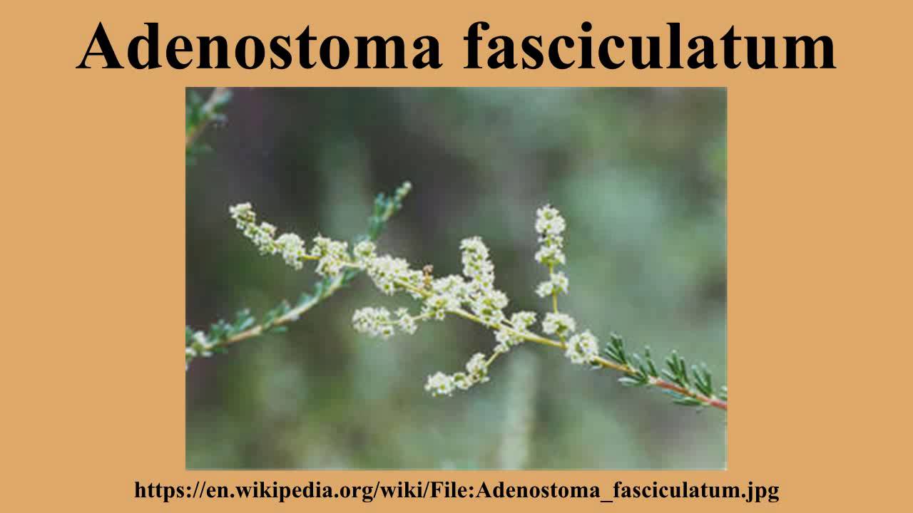 Adenostoma fasciculatum