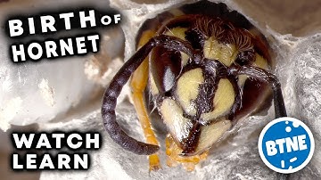 Birth Of The Hornet / Wasp - Under The Microscope! Stereo Microscopy.