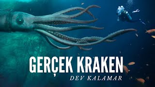 Gerçek Kraken Dev Kalamar!