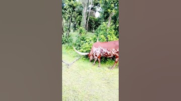 10 Second Animal Kingdom Safari #shorts