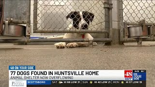 Over 70 dogs seized from north Huntsville home, animal shelter at capacity