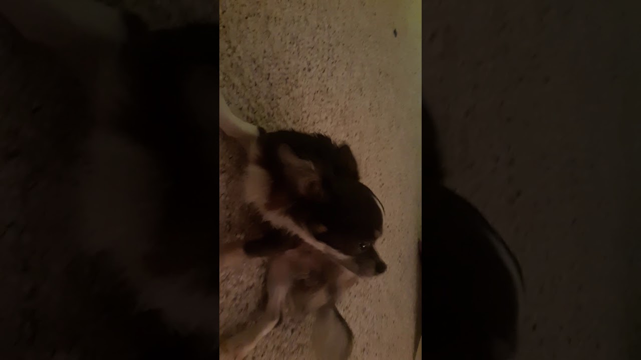 This dog begs for a belly scratch YouTube