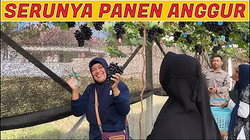 Serunya Panen Anggur di Kebun Almira Grape