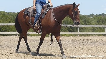 Nuclear Smart - turns, jog, lope-offs, stops! - ValleyViewRanch.net