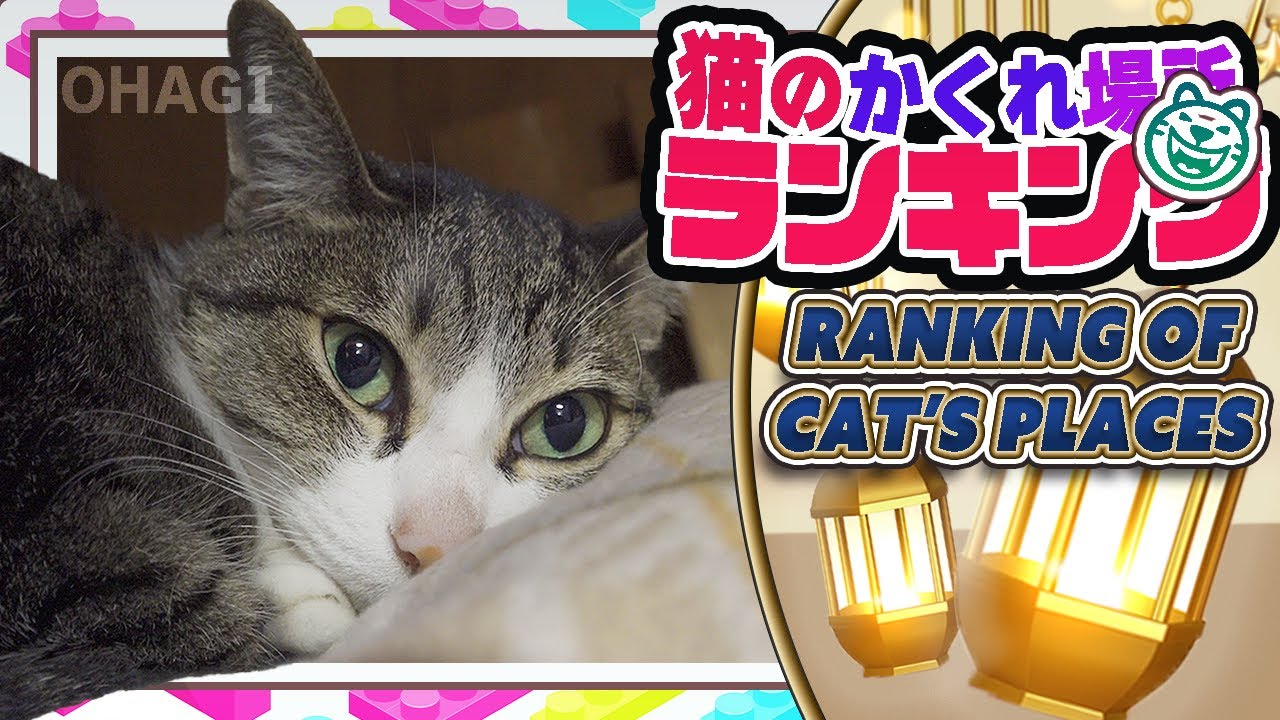 猫の隠れ場所ランキング Youtube 猫の隠れ場所ランキング Youtube