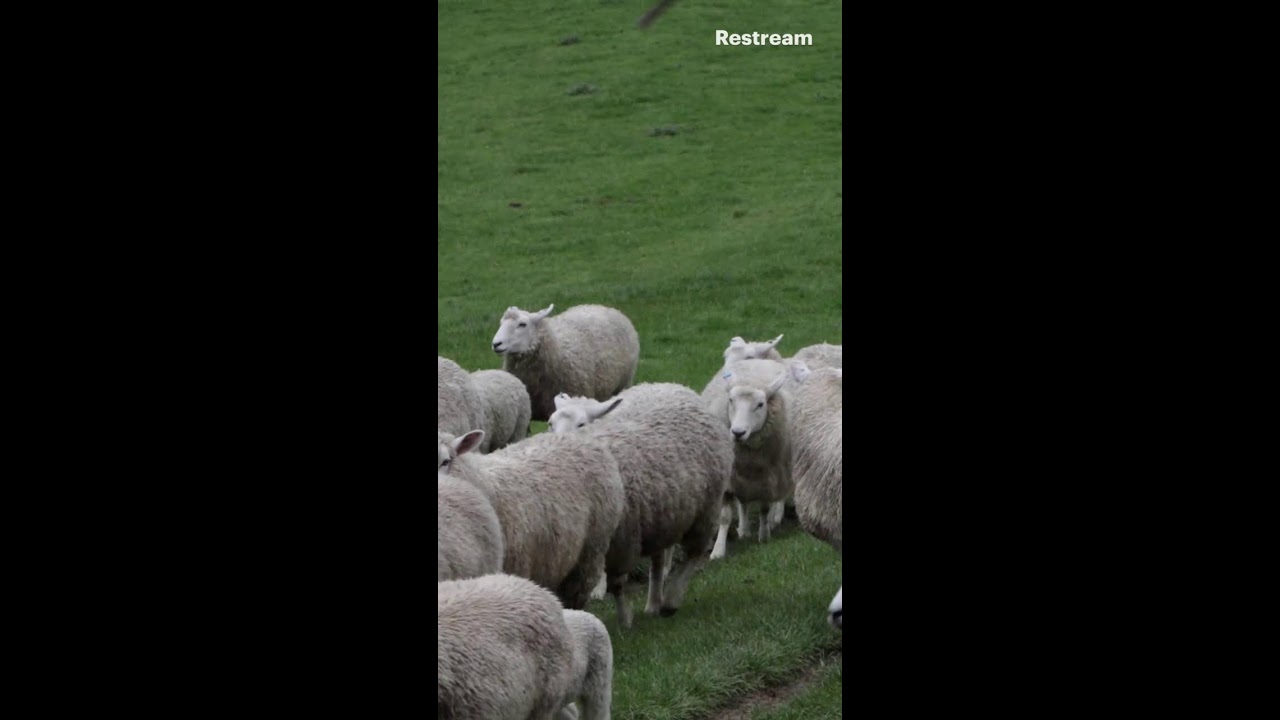 Dog chasing sheep